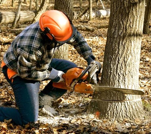 Tree Removal in Blandon, PA
